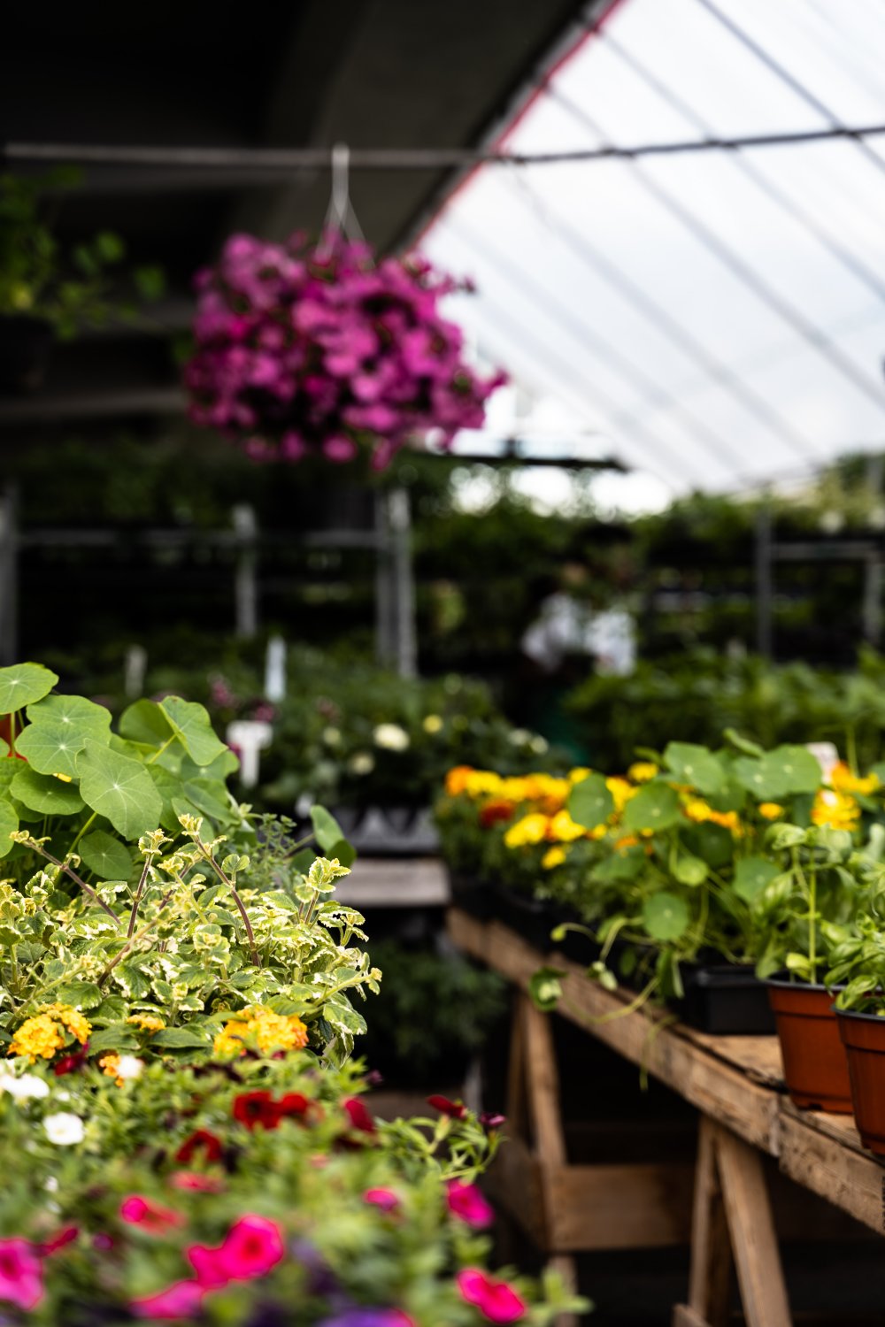 En handelsträdgård kan hjälpa med val av växter och annat